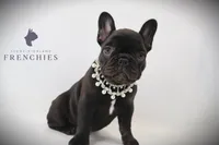 Sadie , a female French Bulldog for sale in Zanesville, OH – 4 of 5
