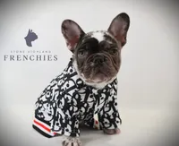 Boone, a male French Bulldog for sale in Zanesville, OH – 2 of 5