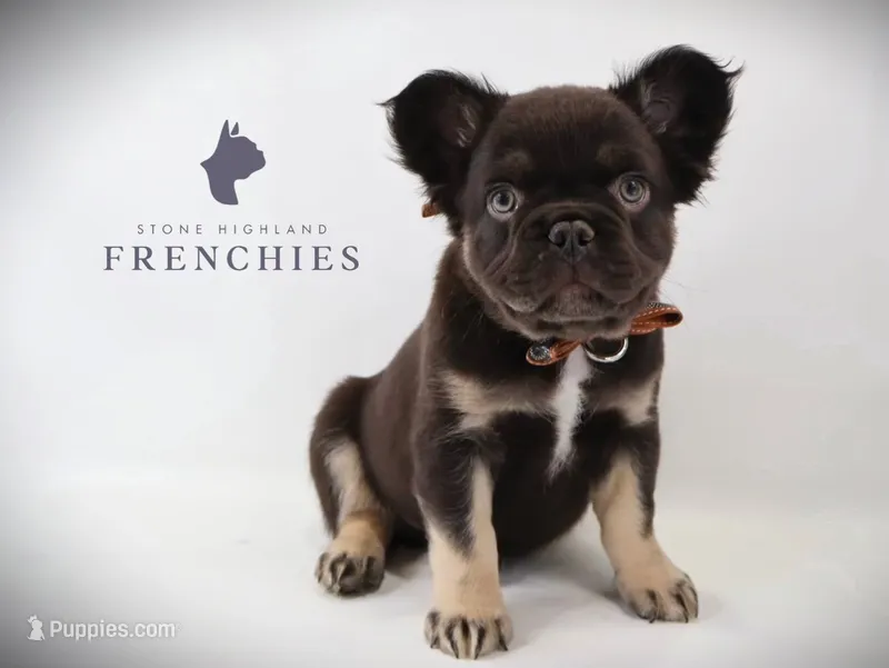 Moose  – French Bulldog puppy for sale in Zanesville, OH
