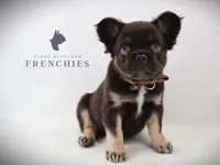 Moose , a male French Bulldog for sale in Zanesville, OH – 1 of 4