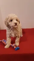 Max - tiny mini/large toy, a male Poodle - Miniature  for sale in Statesville, NC – 3 of 10
