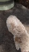 AKC Max - tiny mini, a male Poodle - Miniature  for sale in Statesville, NC – 2 of 10