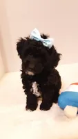 Dolly - small mini, a female Poodle - Miniature  for sale in Statesville, NC – 8 of 10