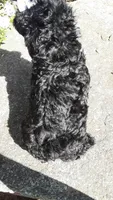 AKC Dolly - small mini, a female Poodle - Miniature  for sale in Statesville, NC – 3 of 10