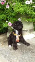 AKC Teddy - small mini, a male Poodle - Miniature  for sale in Statesville, NC – 4 of 10