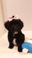 Dolly - small mini, a female Poodle - Miniature  for sale in Statesville, NC – 7 of 10