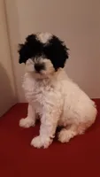 Bandit - mini, a male Poodle - Miniature  for sale in Statesville, NC – 10 of 10