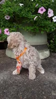 AKC Max - tiny mini, a male Poodle - Miniature  for sale in Statesville, NC – 10 of 10