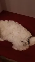 Benji - small mini, a male Poodle - Miniature  for sale in Statesville, NC – 7 of 10