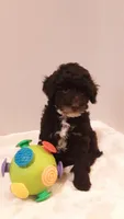 Teddy - small mini, a male Poodle - Miniature  for sale in Statesville, NC – 7 of 10