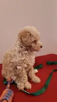 Max - tiny mini/large toy, a male Poodle - Miniature  for sale in Statesville, NC – 10 of 10