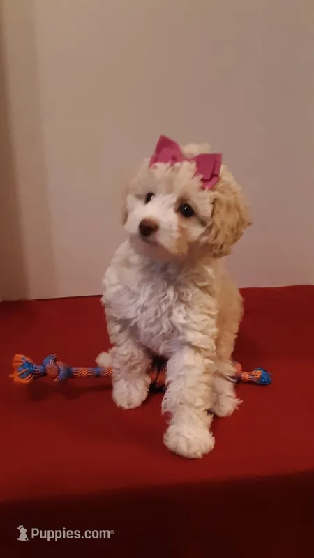 Goldie - small mini – Poodle - Miniature  puppy for sale in Statesville, NC