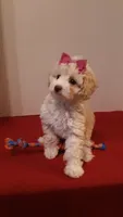 Goldie - small mini, a female Poodle - Miniature  for sale in Statesville, NC – 1 of 10