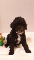 Teddy - small mini, a male Poodle - Miniature  for sale in Statesville, NC – 9 of 10