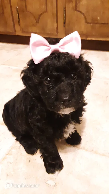 Molly – Poodle - Miniature  puppy for sale in Statesville, NC