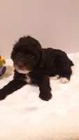 Teddy - small mini, a male Poodle - Miniature  for sale in Statesville, NC – 3 of 10