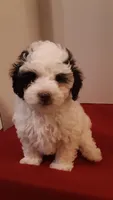 Benji - small mini, a male Poodle - Miniature  for sale in Statesville, NC – 8 of 10
