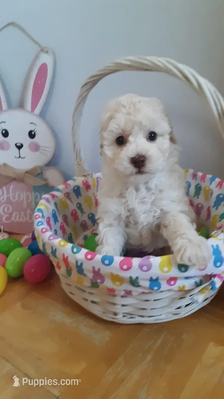 Rocky – Poodle - Miniature  puppy for sale in Statesville, NC