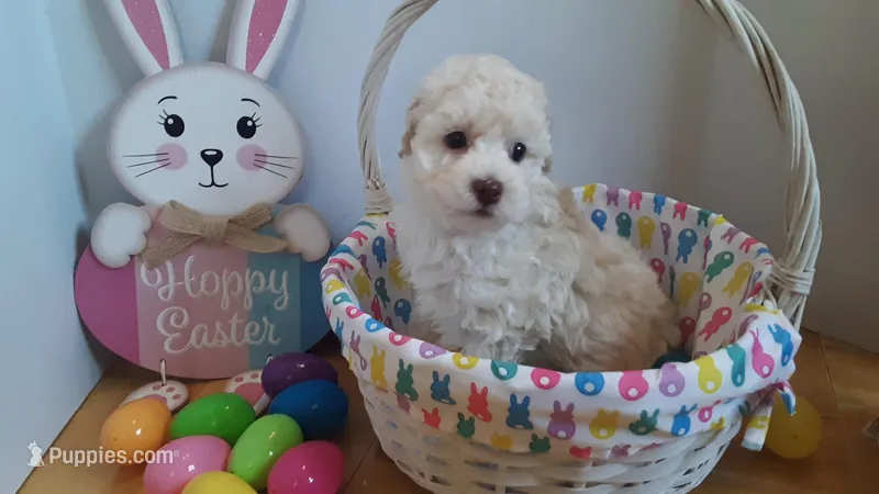 Rocky – Poodle - Miniature  puppy for sale in Statesville, NC