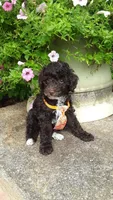 AKC Teddy - small mini, a male Poodle - Miniature  for sale in Statesville, NC – 6 of 10