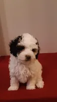 Benji - small mini, a male Poodle - Miniature  for sale in Statesville, NC – 9 of 10