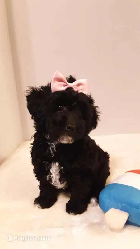 Dolly - small mini – Poodle - Miniature  puppy for sale in Statesville, NC
