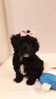 Dolly - small mini, a female Poodle - Miniature  for sale in Statesville, NC – 10 of 10