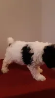 Bandit - mini, a male Poodle - Miniature  for sale in Statesville, NC – 2 of 10
