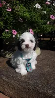 Benji - small mini, a male Poodle - Miniature  for sale in Statesville, NC – 1 of 10