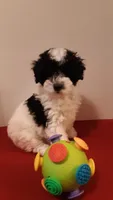 Bandit - mini, a male Poodle - Miniature  for sale in Statesville, NC – 8 of 10