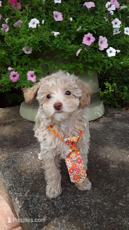AKC Max - tiny mini – Poodle - Miniature  puppy for sale in Statesville, NC