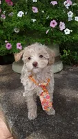 AKC Max - tiny mini, a male Poodle - Miniature  for sale in Statesville, NC – 7 of 10