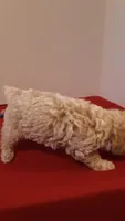 Max - tiny mini/large toy, a male Poodle - Miniature  for sale in Statesville, NC – 4 of 10