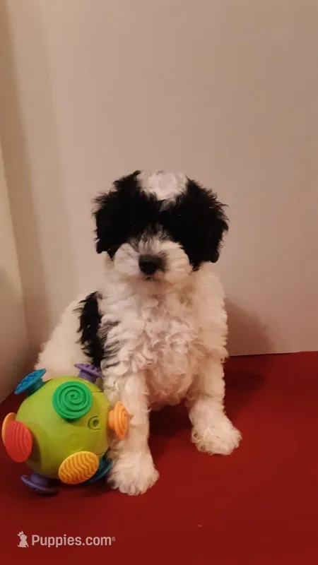 Bandit - mini – Poodle - Miniature  puppy for sale in Statesville, NC