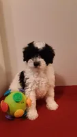 Bandit - mini, a male Poodle - Miniature  for sale in Statesville, NC – 1 of 10