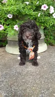 AKC Teddy - small mini, a male Poodle - Miniature  for sale in Statesville, NC – 9 of 10