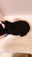 Dolly - small mini, a female Poodle - Miniature  for sale in Statesville, NC – 4 of 10