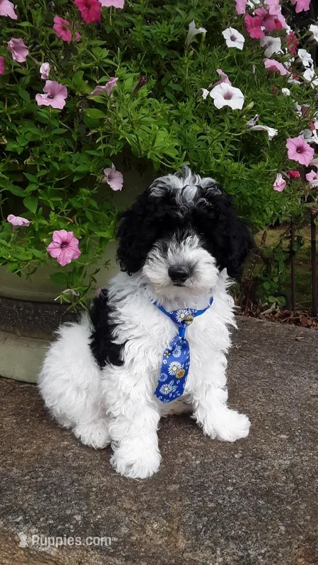 Bandit - mini – Poodle - Miniature  puppy for sale in Statesville, NC