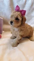 Bella, a female Poodle - Miniature  for sale in Statesville, NC – Photo 5 of 10