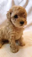 Bella, a female Poodle - Miniature  for sale in Statesville, NC – Photo 7 of 10
