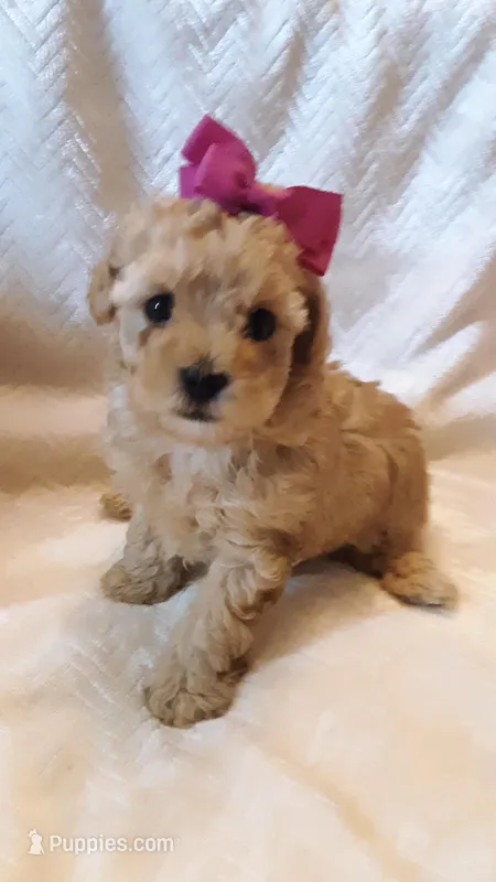 Bella – Poodle - Miniature  puppy for sale in Statesville, NC