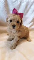 Bella, a female Poodle - Miniature  for sale in Statesville, NC – Photo 4 of 10