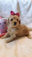 Bella, a female Poodle - Miniature  for sale in Statesville, NC – Photo 6 of 10