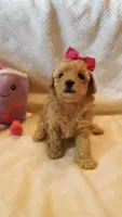 Bella, a female Poodle - Miniature  for sale in Statesville, NC – Photo 2 of 10