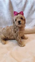 Bella, a female Poodle - Miniature  for sale in Statesville, NC – Photo 8 of 10