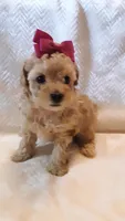 Bella, a female Poodle - Miniature  for sale in Statesville, NC – Photo 10 of 10