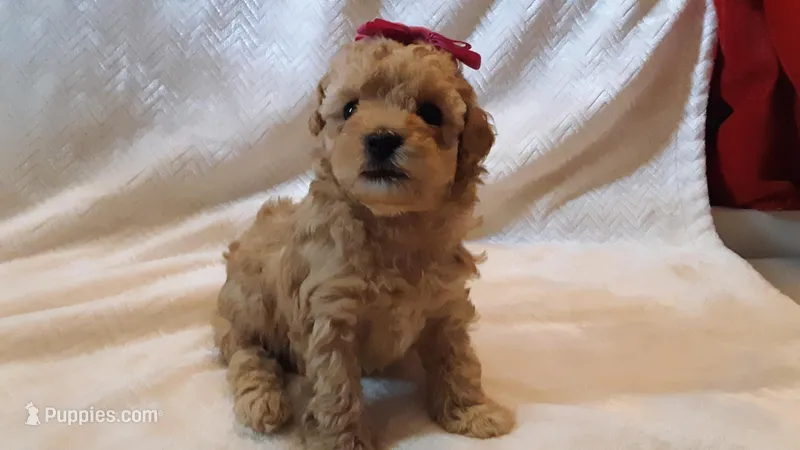 Bella – Poodle - Miniature  puppy for sale in Statesville, NC