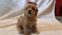 Bella, a female Poodle - Miniature  for sale in Statesville, NC – Photo 1 of 10