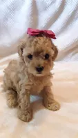 Bella, a female Poodle - Miniature  for sale in Statesville, NC – Photo 3 of 10
