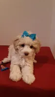 Goldie - small mini, a female Poodle - Miniature  for sale in Statesville, NC – 6 of 10